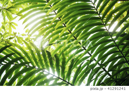 Green leaf texture Tropical Nature Background Green leaf texture Tropical Nature Background 41291241