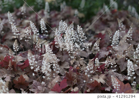 close up on bloomng heucherella flowers and leaf 41291294