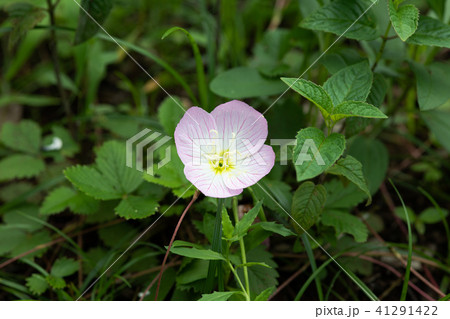 ピンク色のヒルザキツキミソウの花のアップ	 41291422