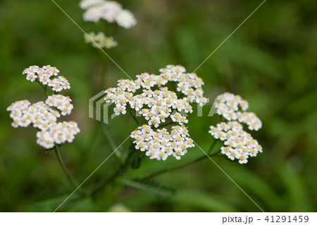 白いセイヨウノコギリソウの花の写真素材