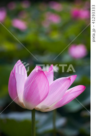 ハス スイレン 蓮 41293333