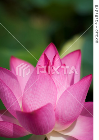 ハス スイレン 蓮 41293378