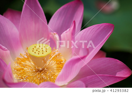 ハス スイレン 蓮 41293382