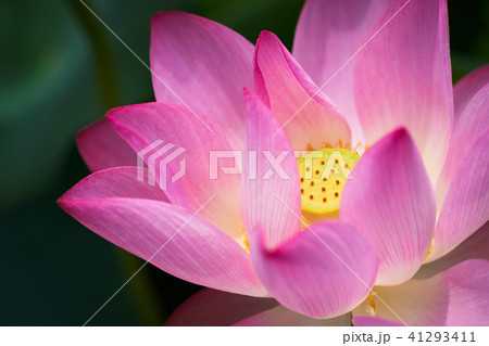 ハス スイレン 蓮 41293411