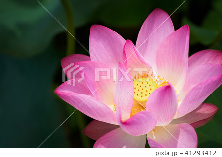 ハス スイレン 蓮 41293412