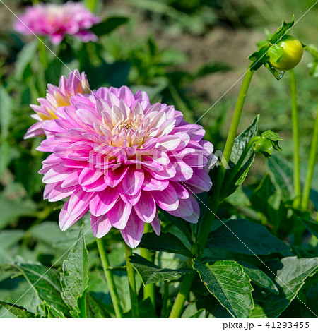 Dahlia on background of flowerbeds. Dahlia on background of flowerbeds. 41293455