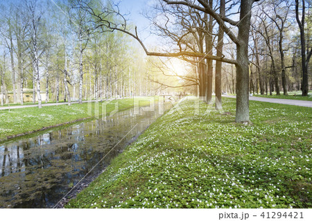 small river with a duckweed, a channel in the park 41294421