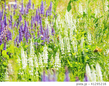 blooming Woodland Sage blooming Woodland Sage 41295216