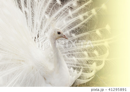 Close-up of beautiful white peacock with feathers Close-up of beautiful white peacock with feathers 41295891