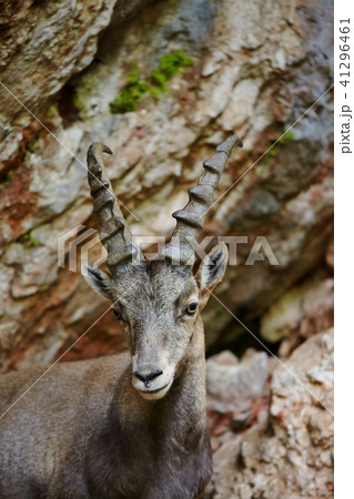 Alpine Ibex 41296461