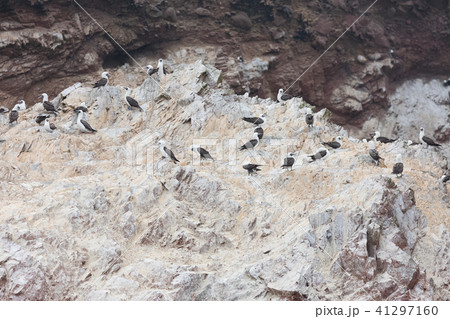 Ballestas Islands, Perù Ballestas Islands, Perù 41297160