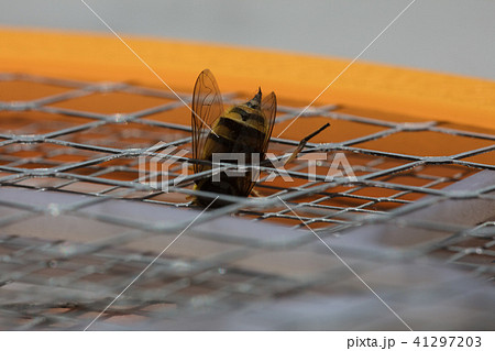 Macro bee sting 41297203