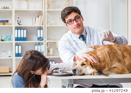 Doctor and assistant checking up golden retriever dog in vet cli 41297249