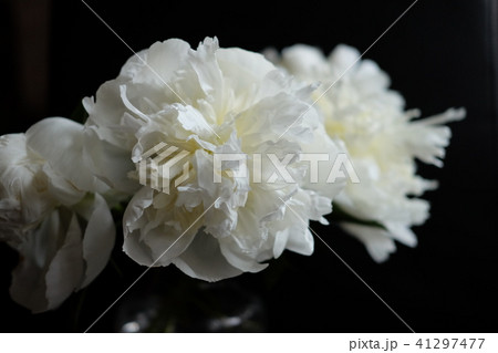 Peony シャクヤク 41297477