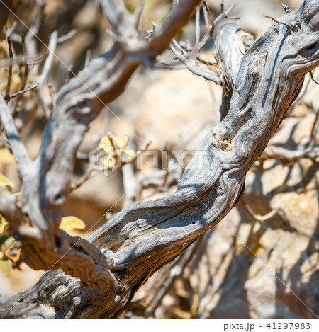 Sun-dried shrubs on a rocky ground, close up Sun-dried shrubs on a rocky ground, close up 41297983