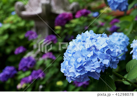 紫陽花　水戸八幡宮　茨城県水戸市 41298078