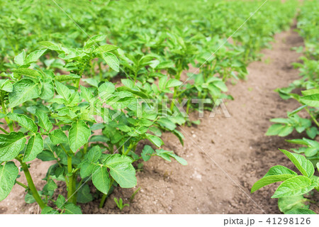 potato plants in the garden potato plants in the garden 41298126