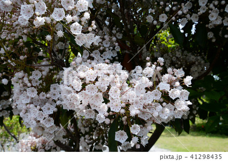 春に咲くカルミアの花 41298435