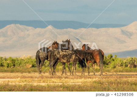 Herd of Wild Horses Herd of Wild Horses 41298506