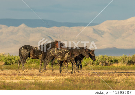 Herd of Wild Horses 41298507