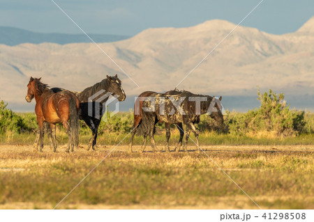 Herd of Wild Horses 41298508