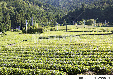 天空の茶畑（岐阜県揖斐郡春日村上ケ流地区） 41299014