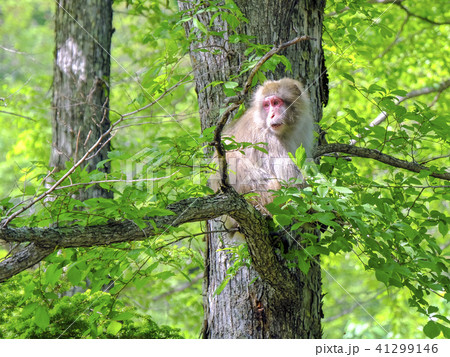 樹上の猿１の写真素材