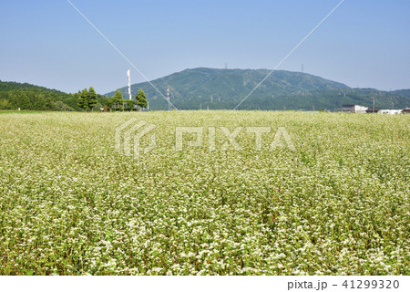 関ケ原古戦場 決戦地風景(岐阜県不破郡関ケ原町) 関ケ原古戦場 決戦地風景(岐阜県不破郡関ケ原町) 41299320