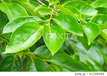 柿の葉　カキノキ（学名 Kaki Persimmon)  41299400