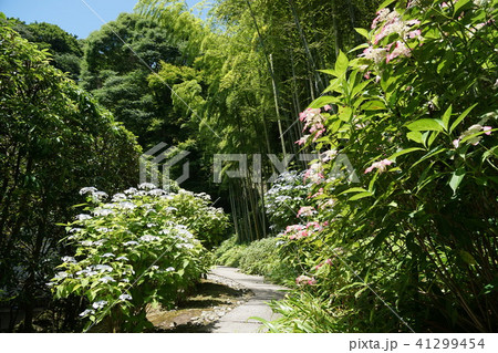 鎌倉市 長寿寺 アジサイ Kamakura city Tyoujyuji temple 鎌倉市 長寿寺 アジサイ Kamakura city Tyoujyuji temple 41299454