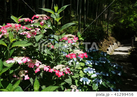 鎌倉市 長寿寺 アジサイ Kamakura city Tyoujyuji temple 鎌倉市 長寿寺 アジサイ Kamakura city Tyoujyuji temple 41299456