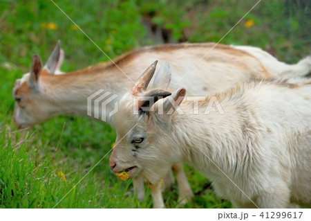 草原の山羊 41299617