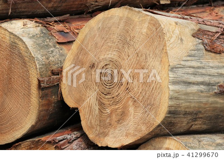 森林伐採 森林伐採 41299670