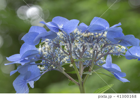 高幡不動の紫陽花 41300168