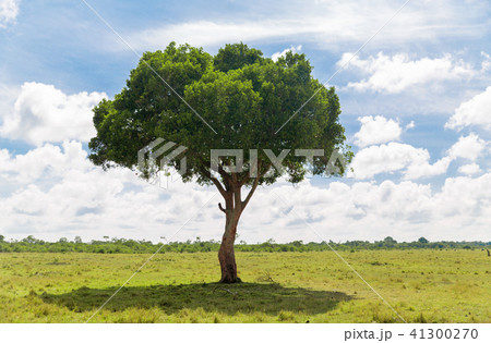 acacia tree in african savanna 41300270