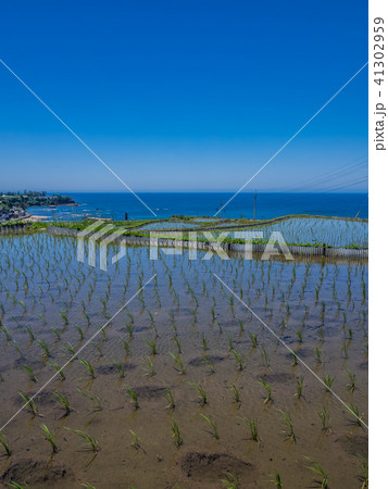 丹後半島にある日本の棚田100選の一つ、袖志の棚田 丹後半島にある日本の棚田100選の一つ、袖志の棚田 41302959