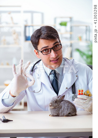 Vet doctor checking up rabbit in his clinic 41303298