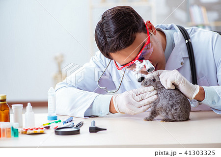 Vet doctor checking up rabbit in his clinic 41303325