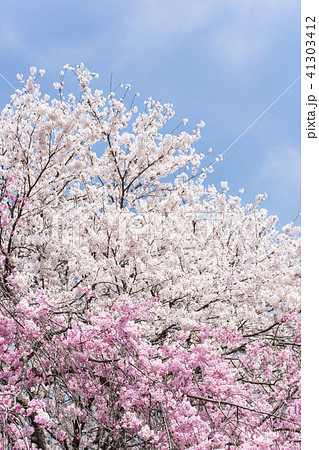 枝垂れ桜と青空 41303412