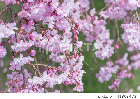 枝垂れ桜 枝垂れ桜 41303478