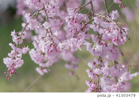枝垂れ桜 41303479