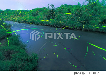 ゲンジボタルの舞い 41303480