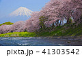 桜と富士山と川 41303542