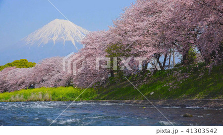 桜と富士山と川 41303542