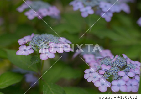 6月の花 額紫陽花 6月の花 額紫陽花 41303632