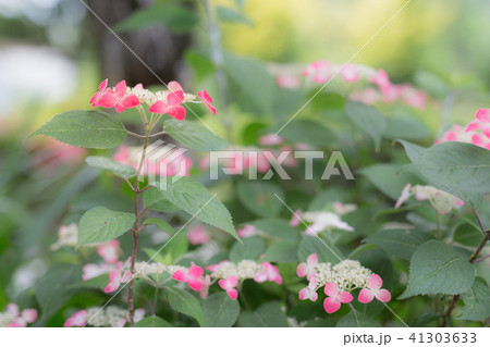 6月の花 額紫陽花 山紫陽花 6月の花 額紫陽花 山紫陽花 41303633