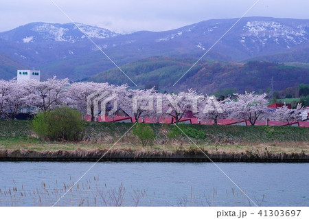 余市の桜並木 41303697
