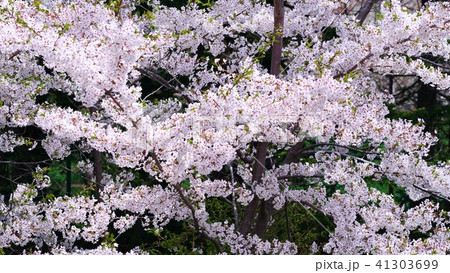余市の桜並木 41303699