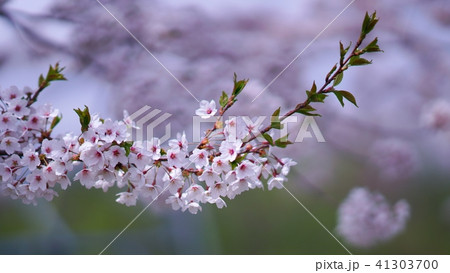余市の桜並木 余市の桜並木 41303700