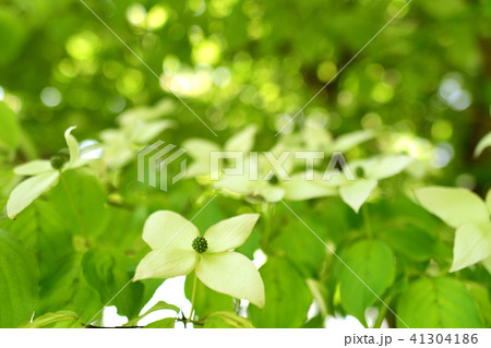 ヤマボウシ ヤマボウシ 41304186